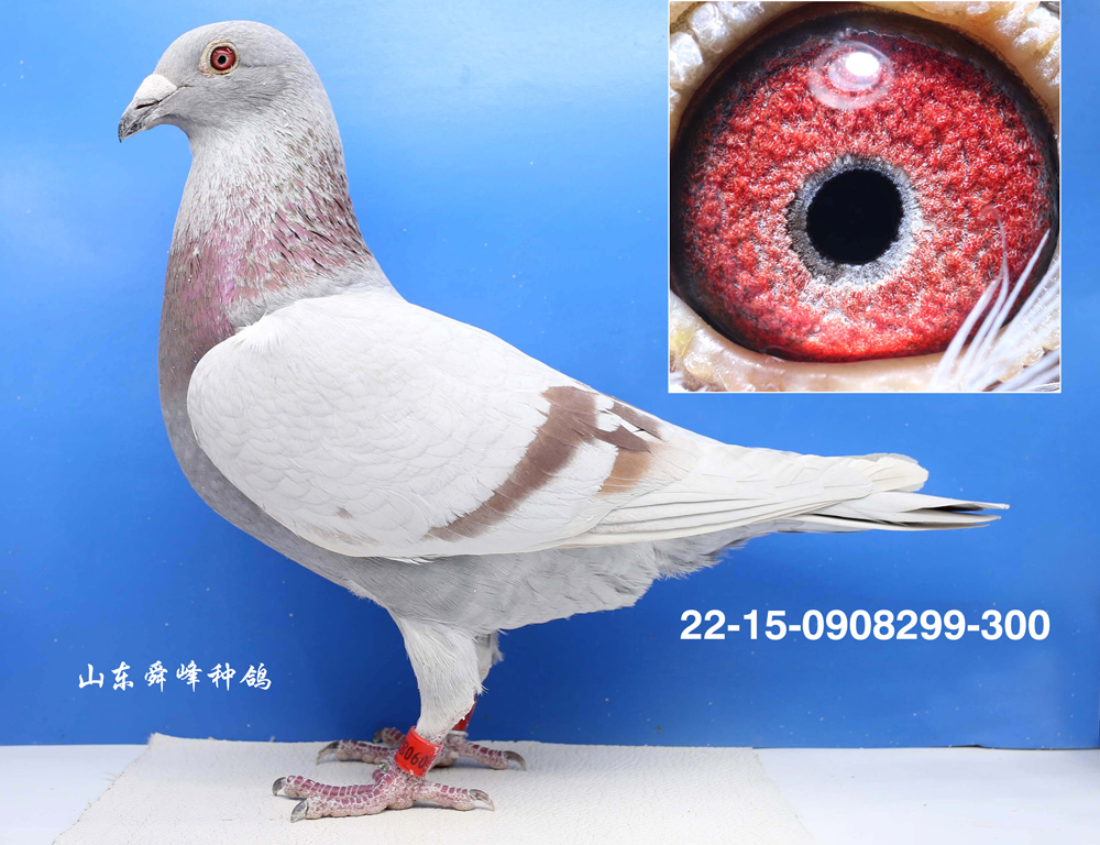 ��ħ����