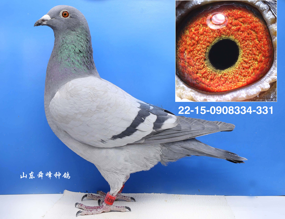 ����˫�ظ���5��֮ĸ