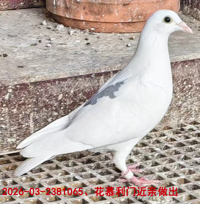 Ľ����