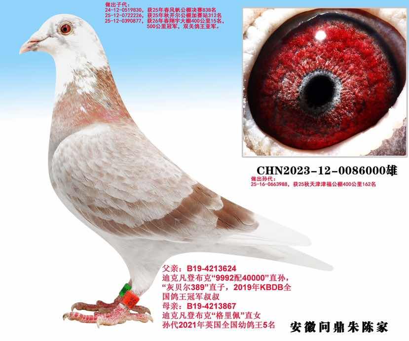 凡登布克 389 直孙 6000