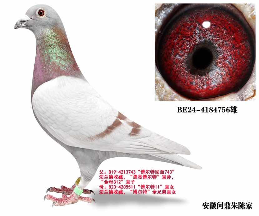 博尔特近亲问鼎756