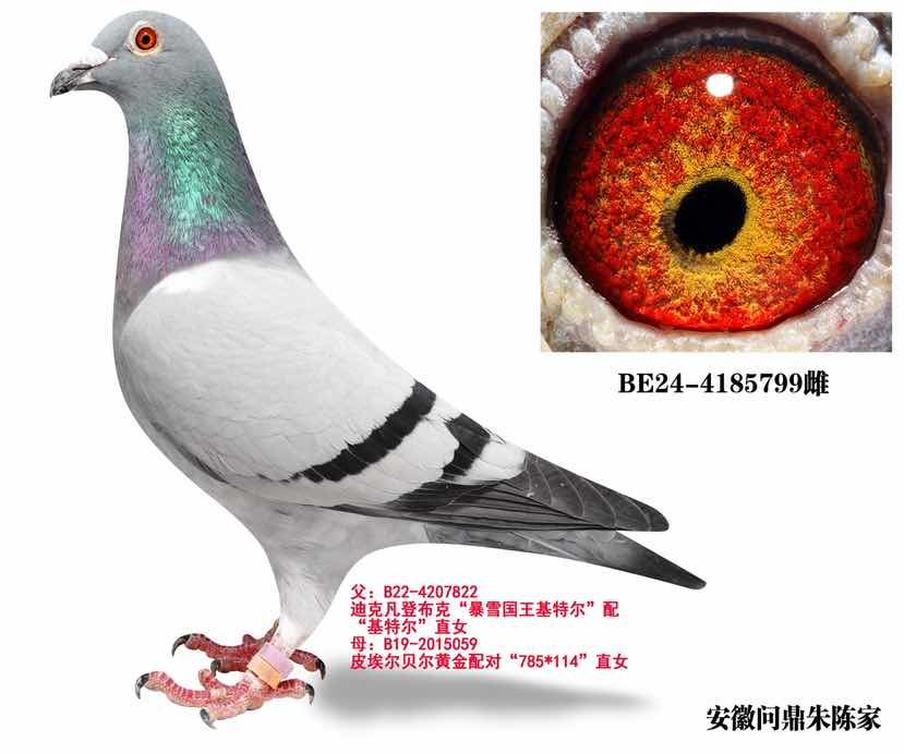 凡登布克暴雪孙女799