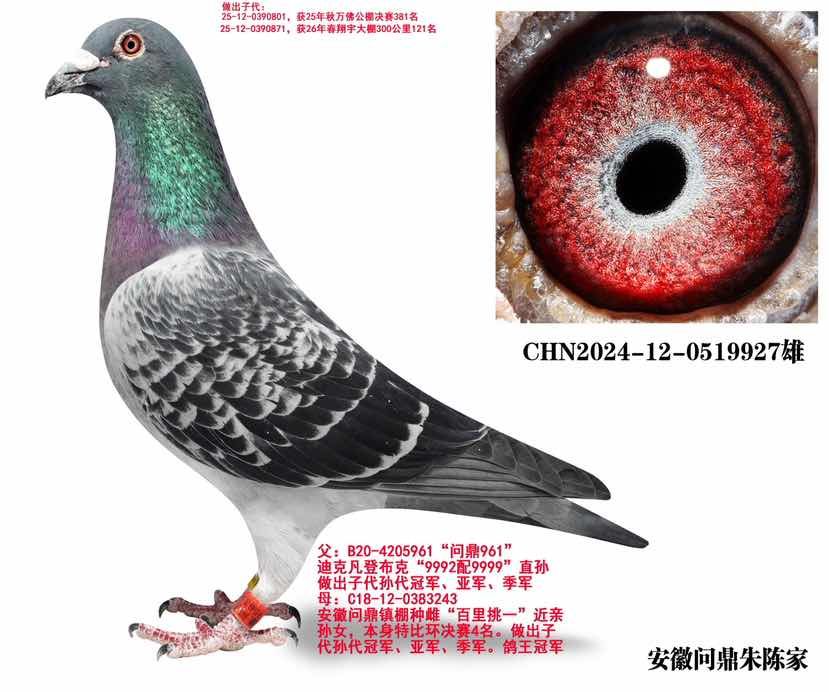 凡登布克961直子