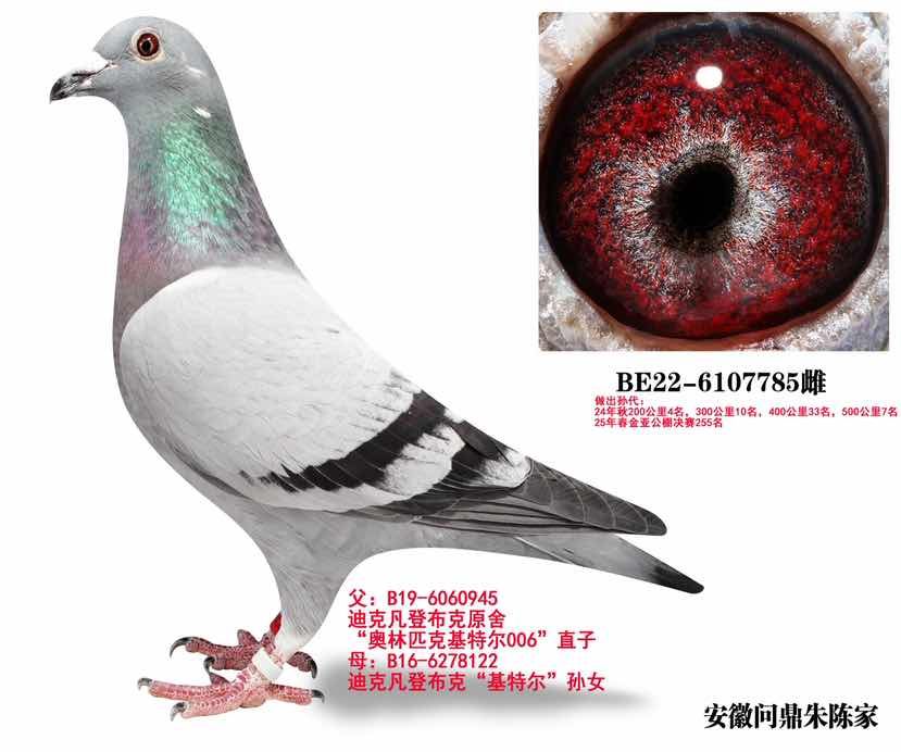 奥林匹克基特尔孙女