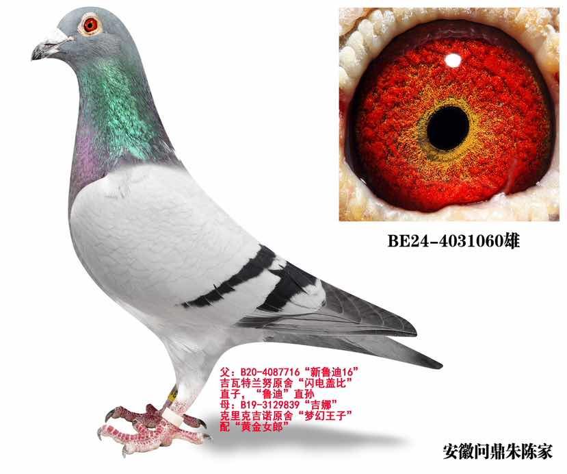 吉瓦特兰努克隆尼全兄弟