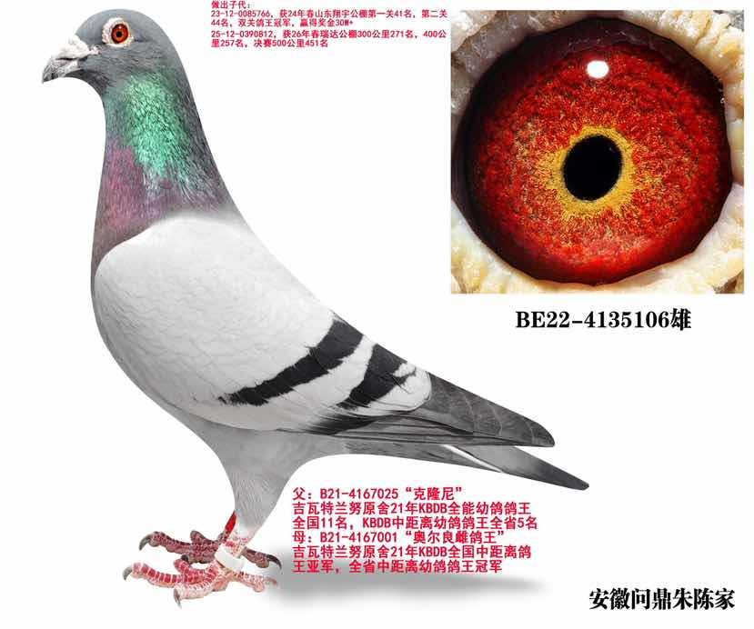 吉瓦特兰努双鸽王106