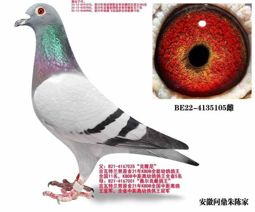 吉瓦特兰努双鸽王105