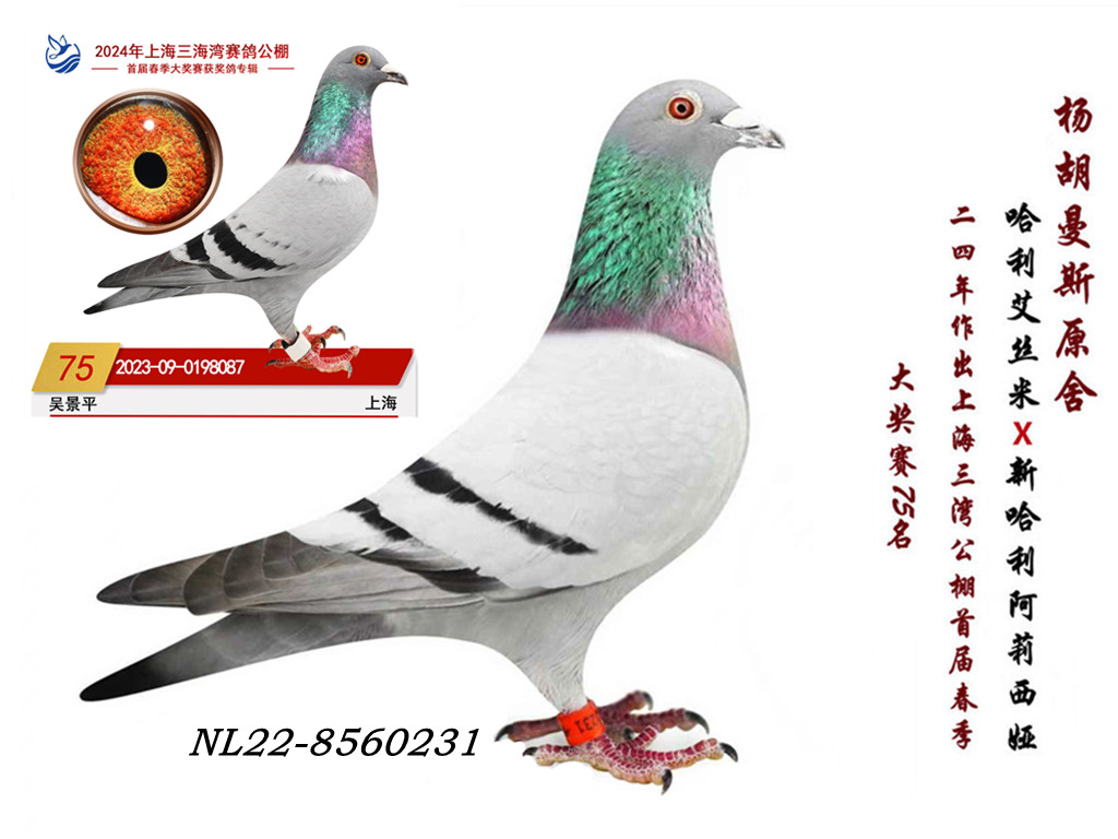 原舍“新哈利”外孙