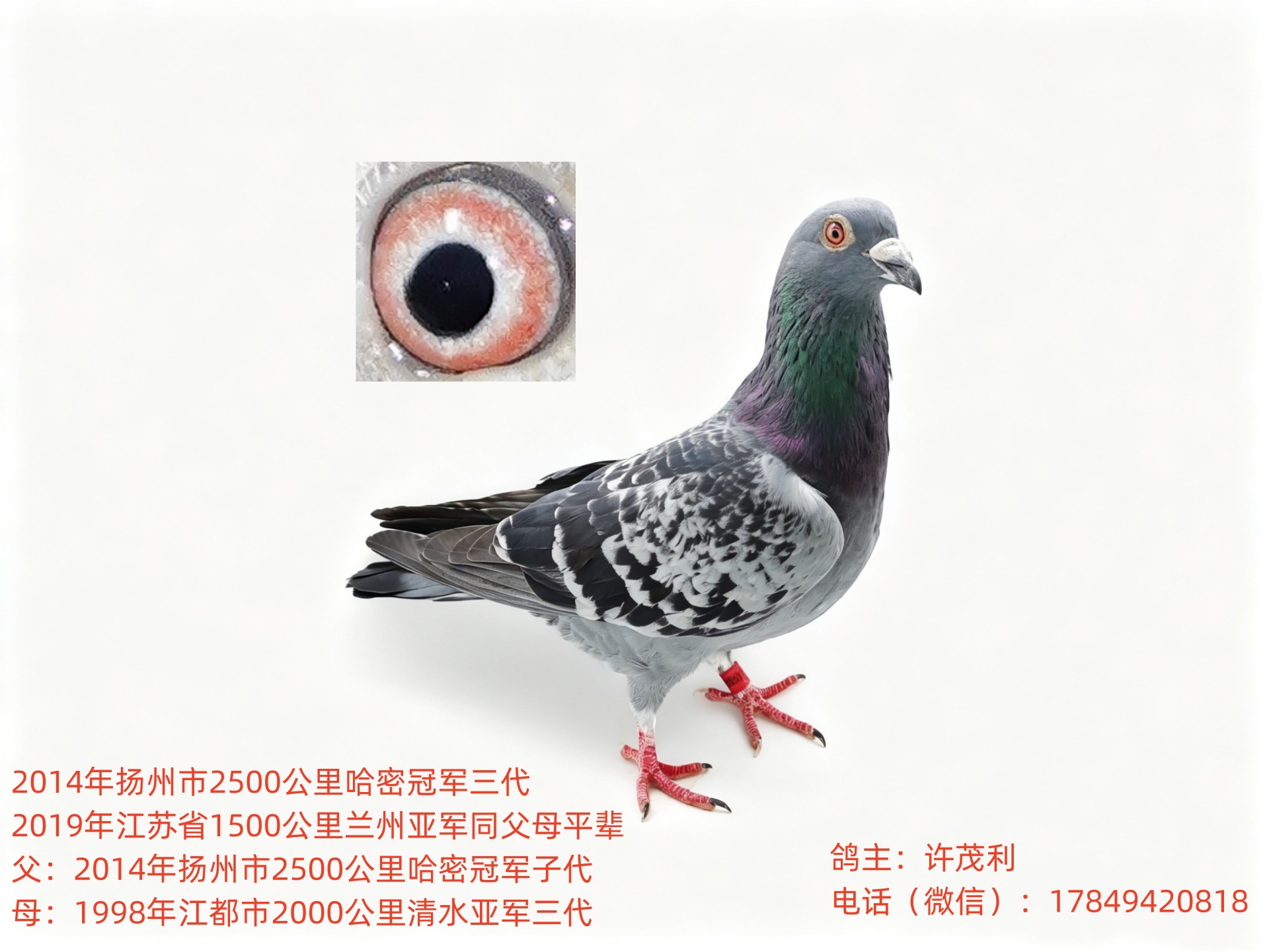 ��Ѫ��Զ���������г������������Ӵ����ָ�