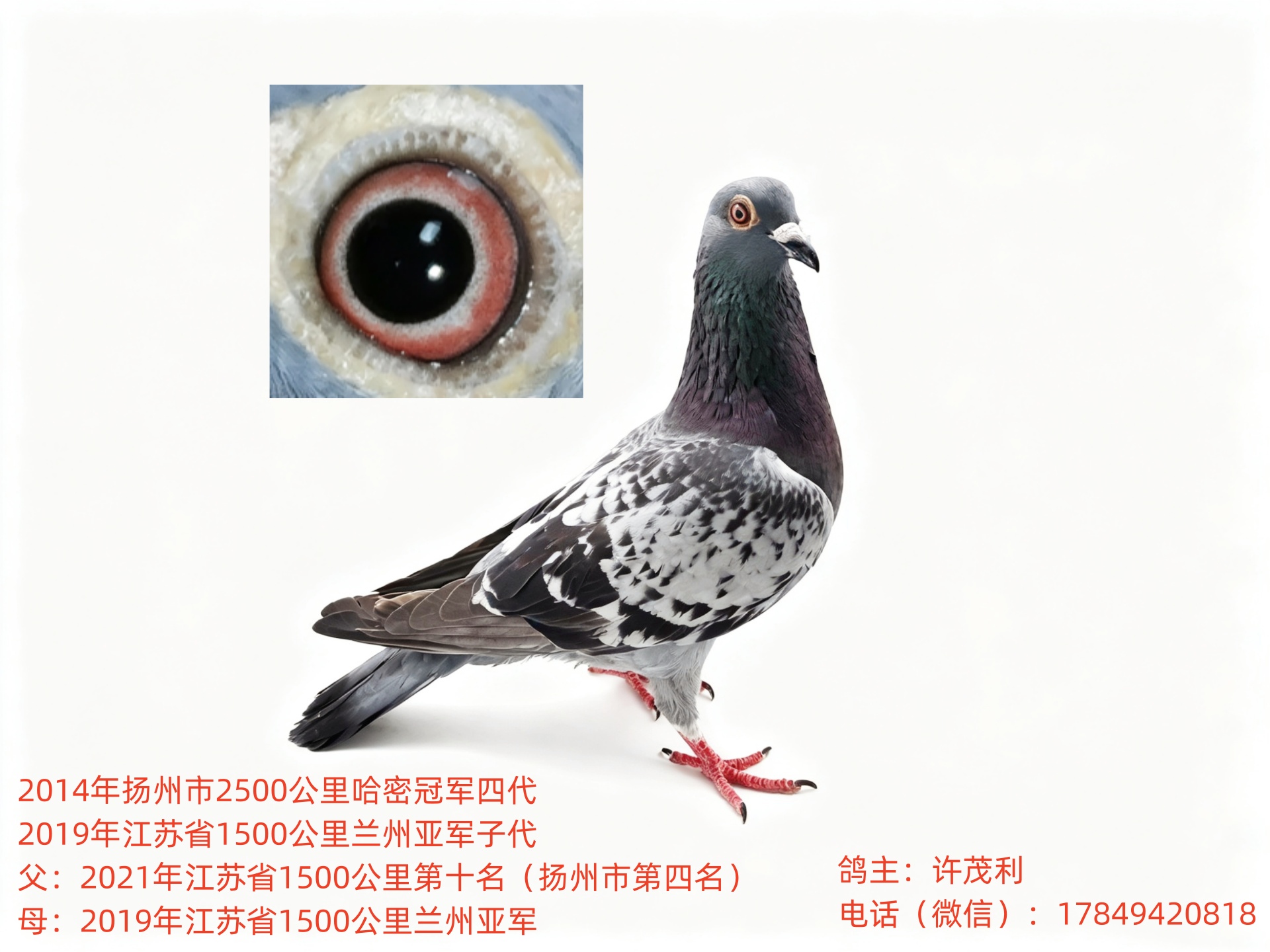 ��Ѫ��Զ���������г������������Ӵ����ָ�