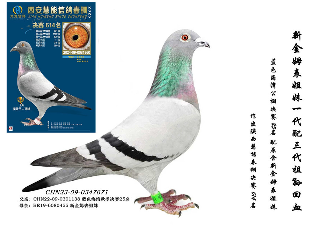 ���½�ķ�����á���Ѫ�Ӵ�