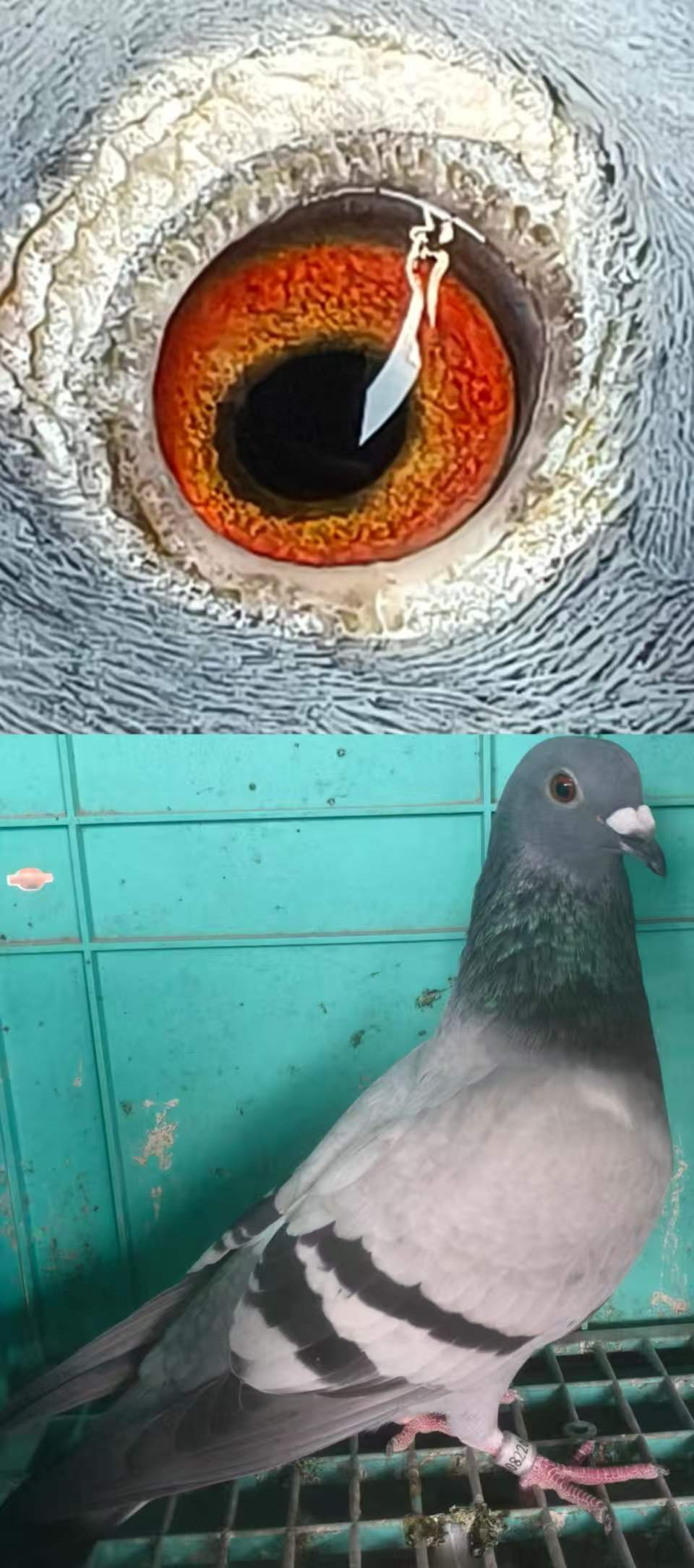 ɣ��ʿ