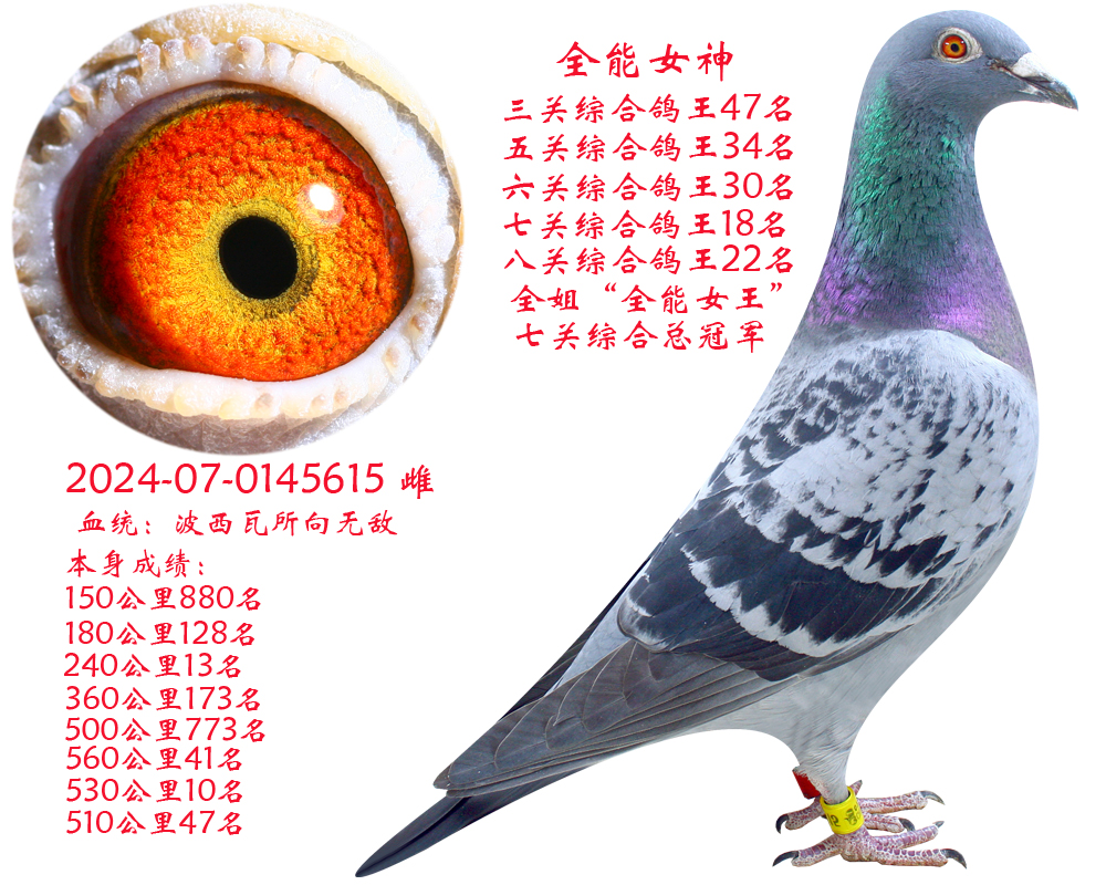 ��ȫ��Ů�񡱰˹��ۺϸ���22��