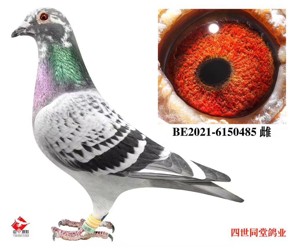 艾迪詹森485
