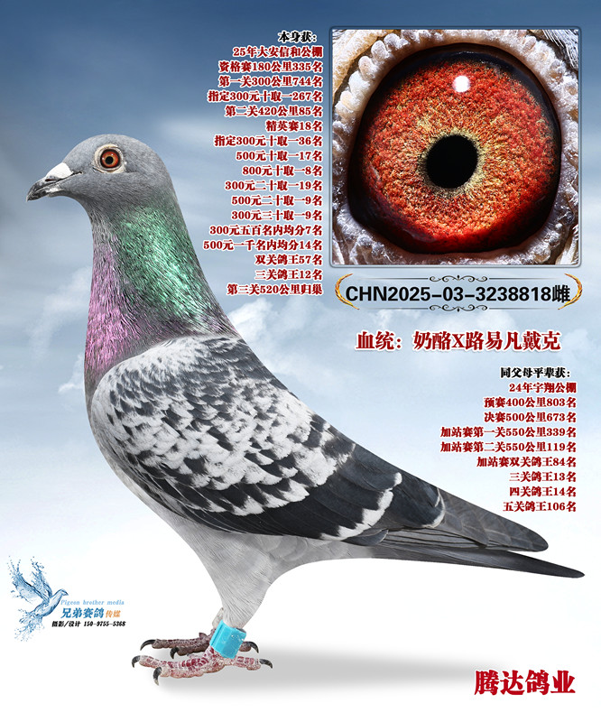 ��ָ�����һ��ֱŮ818