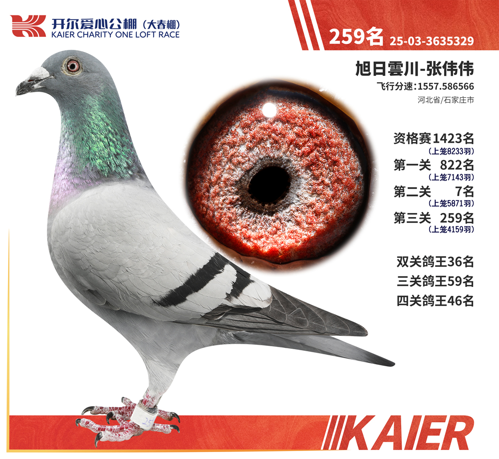 26�꿪���������259��