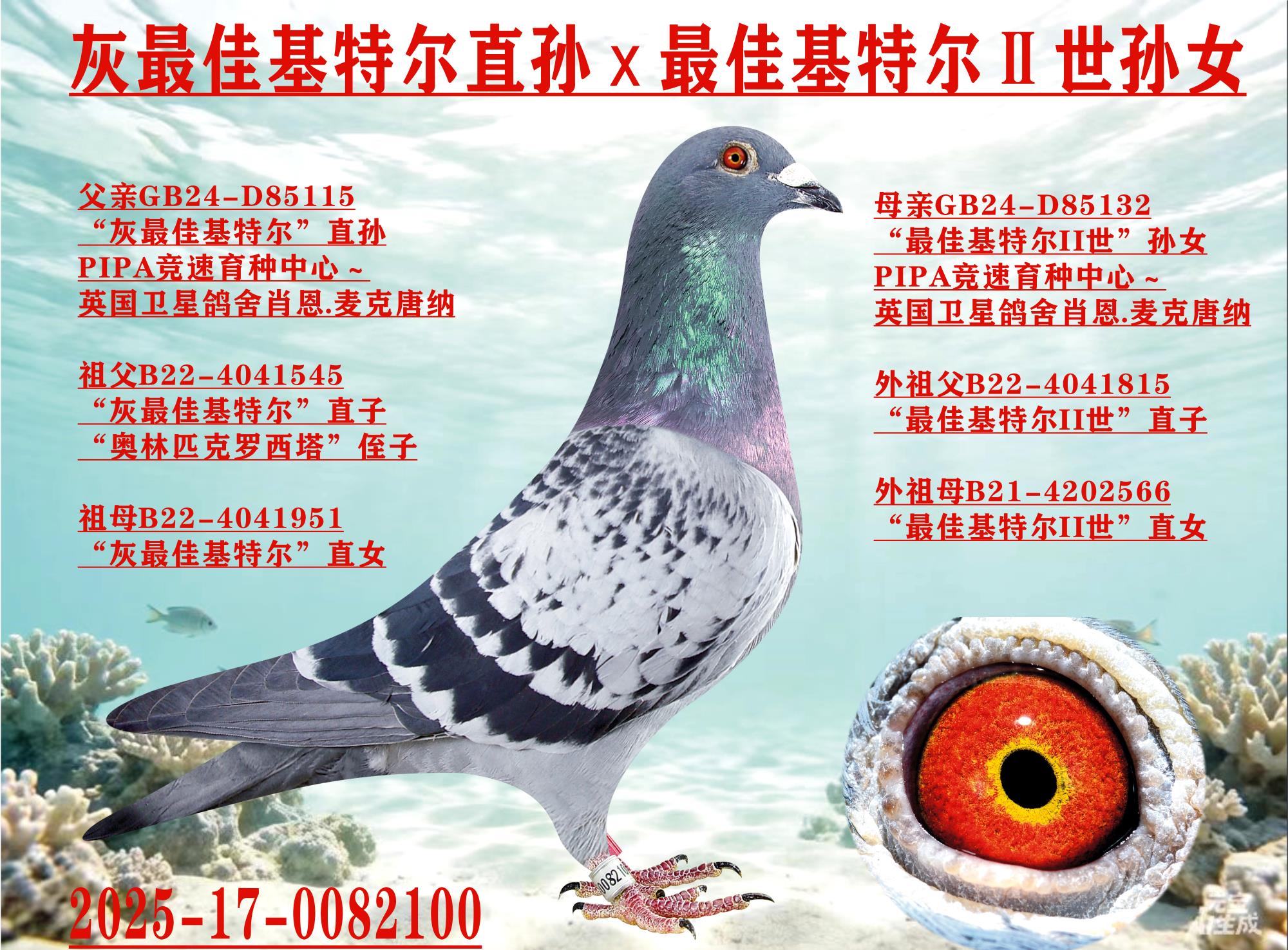 ����ѻ��ض�ֱ��x��ѻ��ض�II����Ů