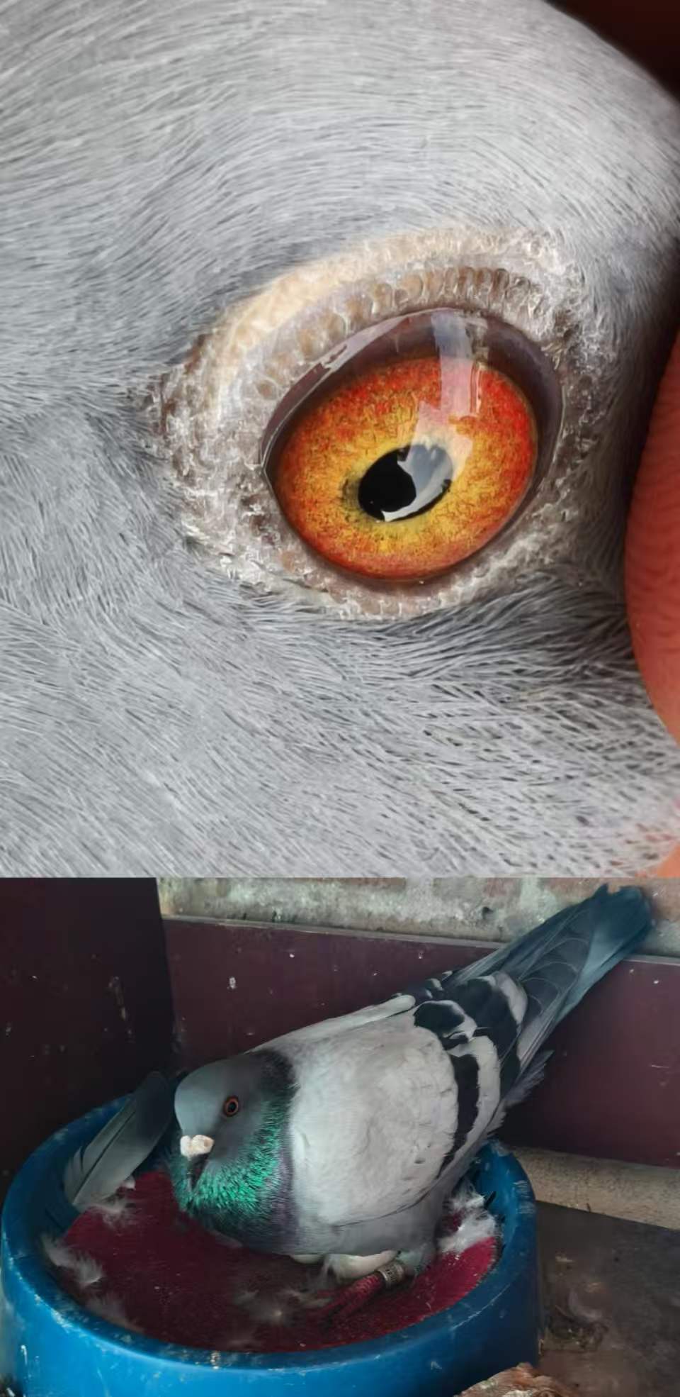 �Ǳȡ����Ῠ