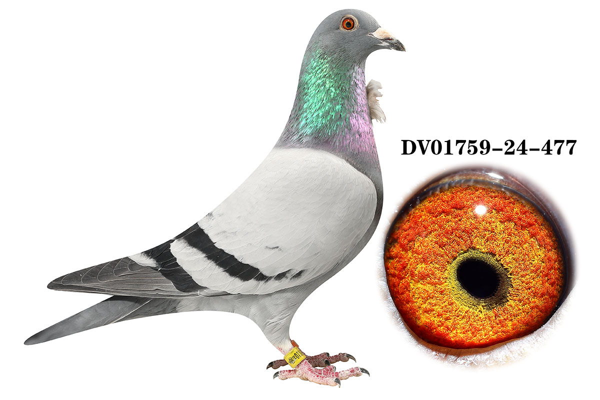 DV 01759-24-477��