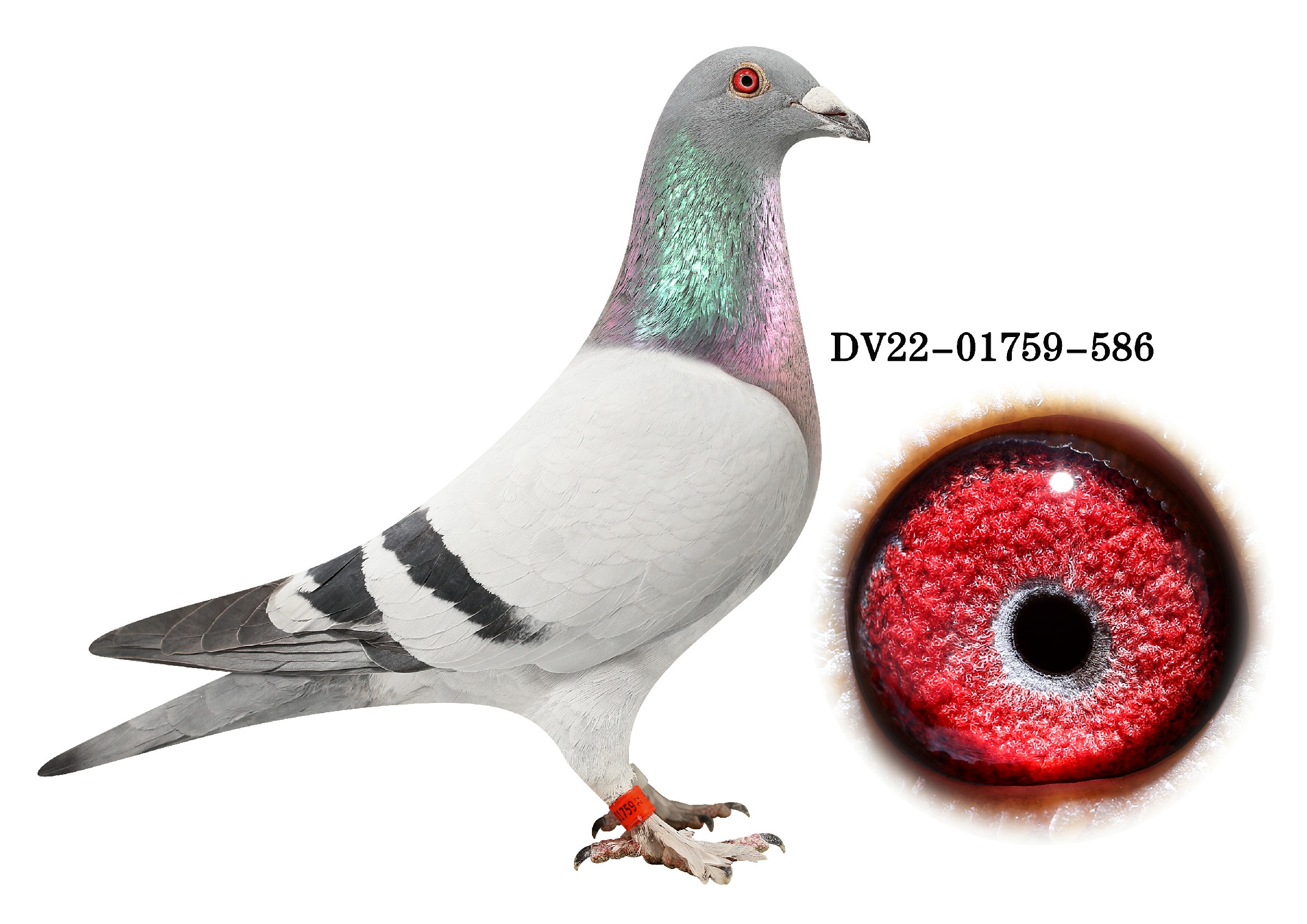 DV 01759-22-586��