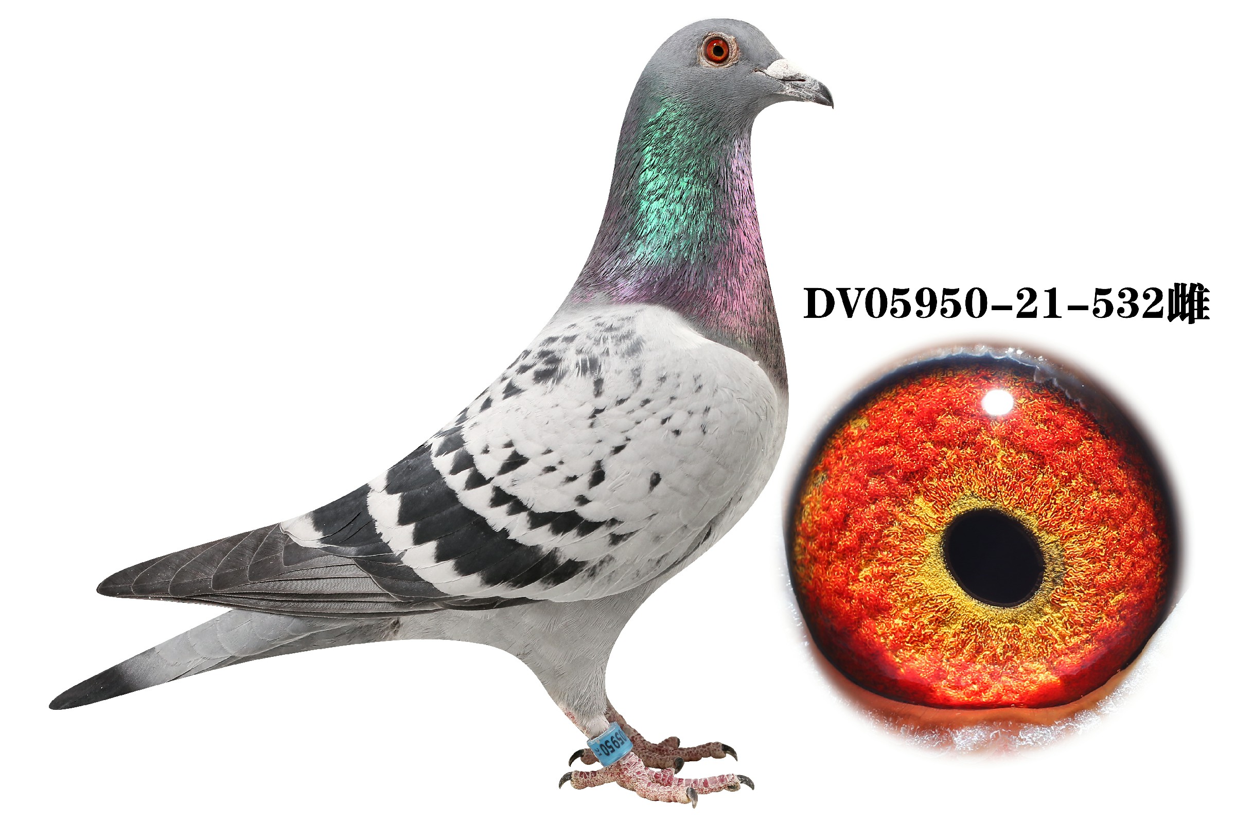 DV 05950-21-532��