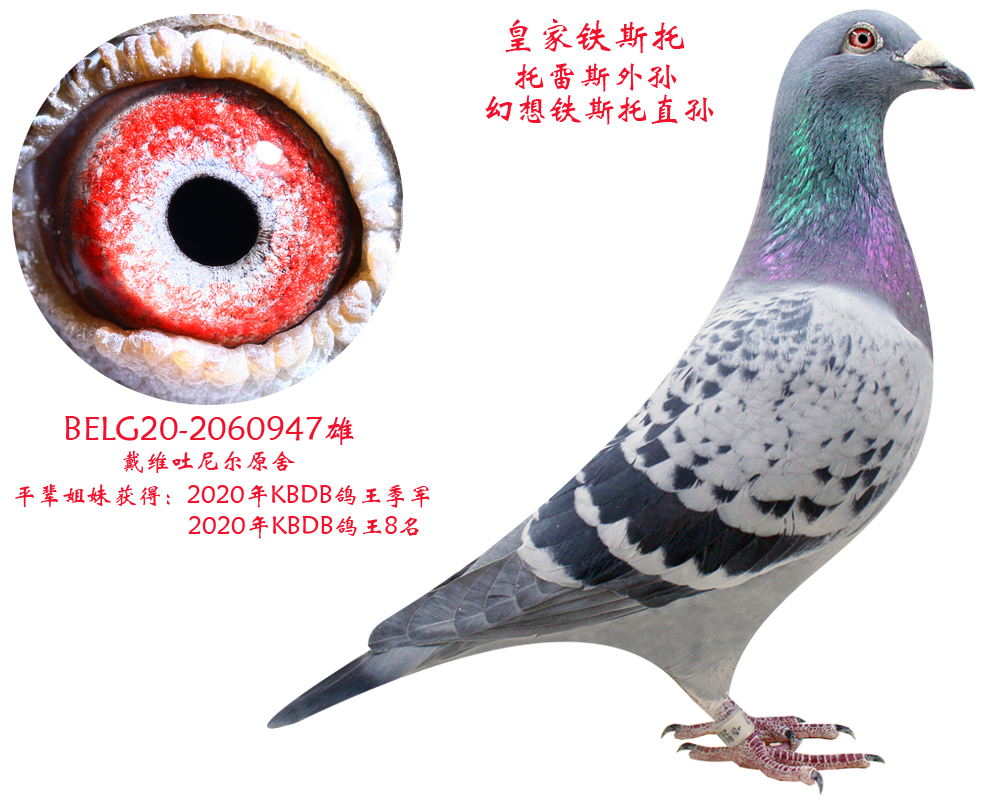 比利时戴维吐尼尔原舍【皇家铁斯托】