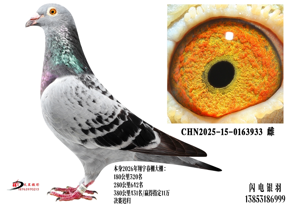 26�괺�������Ӯ��ָ��11��