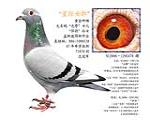 ĸHD(zhun)׌