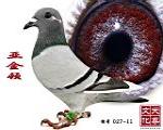 D  ̖ 027-11