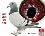 L(fng)ӿ  ̖ 338-11