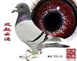 L(fng)ӿ  ̖(ho) 772-11