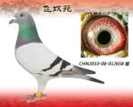 血統(tǒng)書