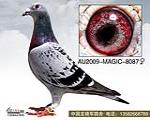 ħg(sh)8087-