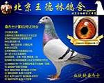 計算機(jī)直女