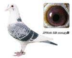 JPN06XB00093