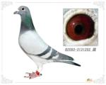 �ɸ�ʹ�ߡ��ָ�ת�á�