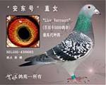 安东号直女(芬尼卡鸽舍最高代种鸽)        血统:芬尼卡5000血系