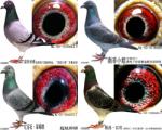 �ƽ����