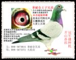 游Ɓֵ