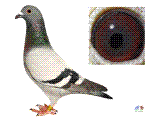 ĸH