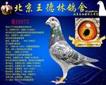 血統(tǒng)書(shū)