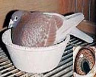 ղɭt؂