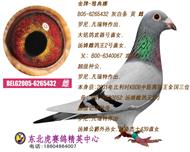 ɣ��ʿ052��֮Ů��