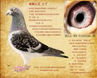 �W��֮��ֱ��