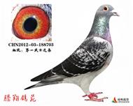 һʿH703