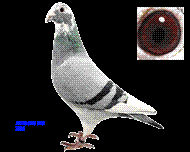 Bʮλĸ