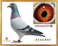 11|P(pn)\(yng)I(y)Qِ341