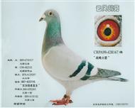 游