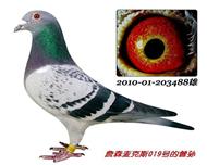 ���·���˹ղ13�ιھ��찢�Ⱥ�ƽ����ֱϵ