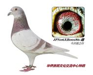 ����֮�ָ�